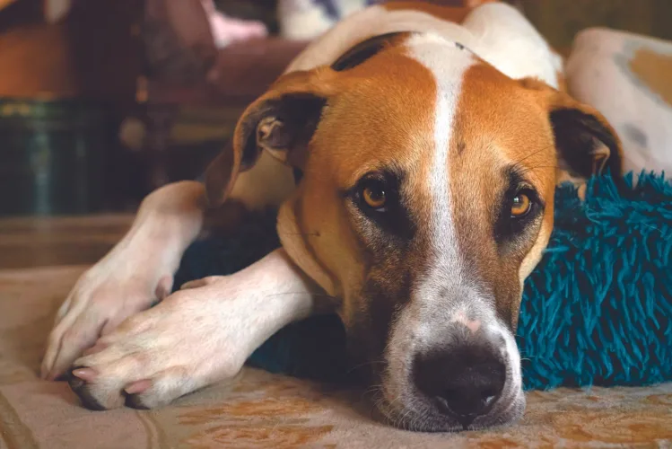 Poor air quality affects animals